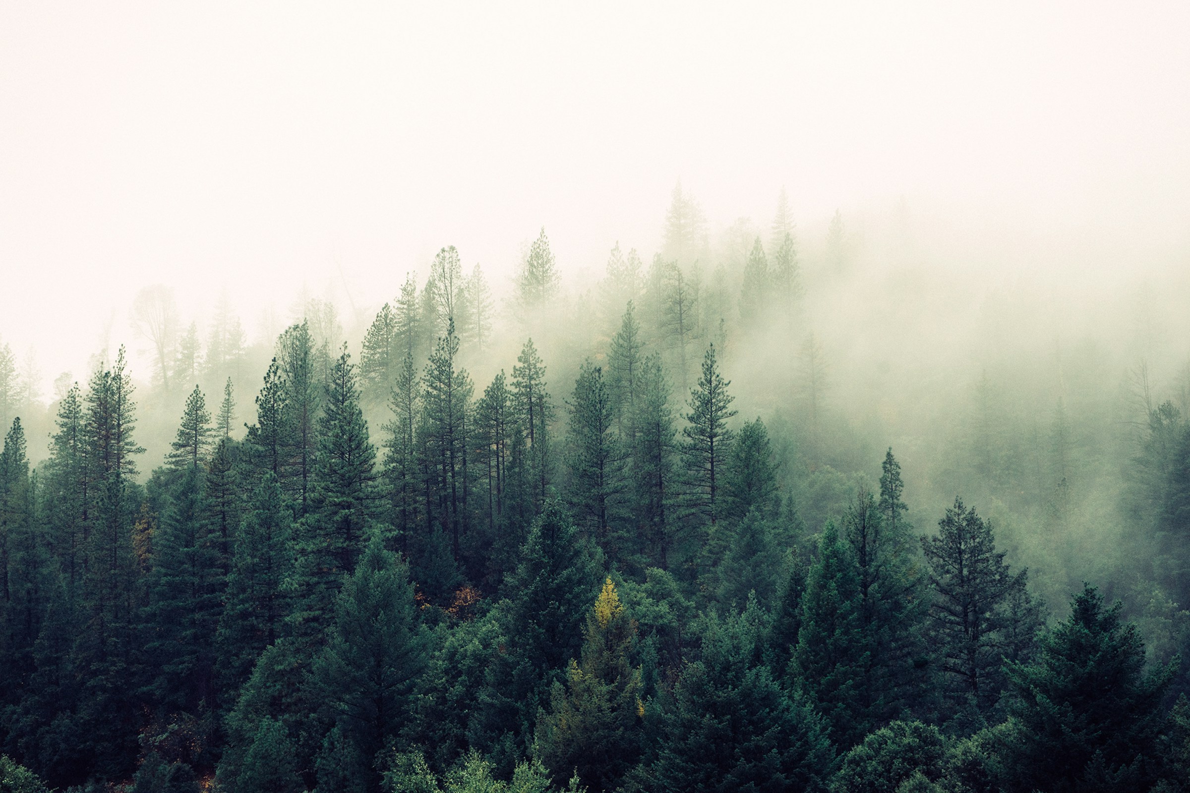 Fog Among the Cedars