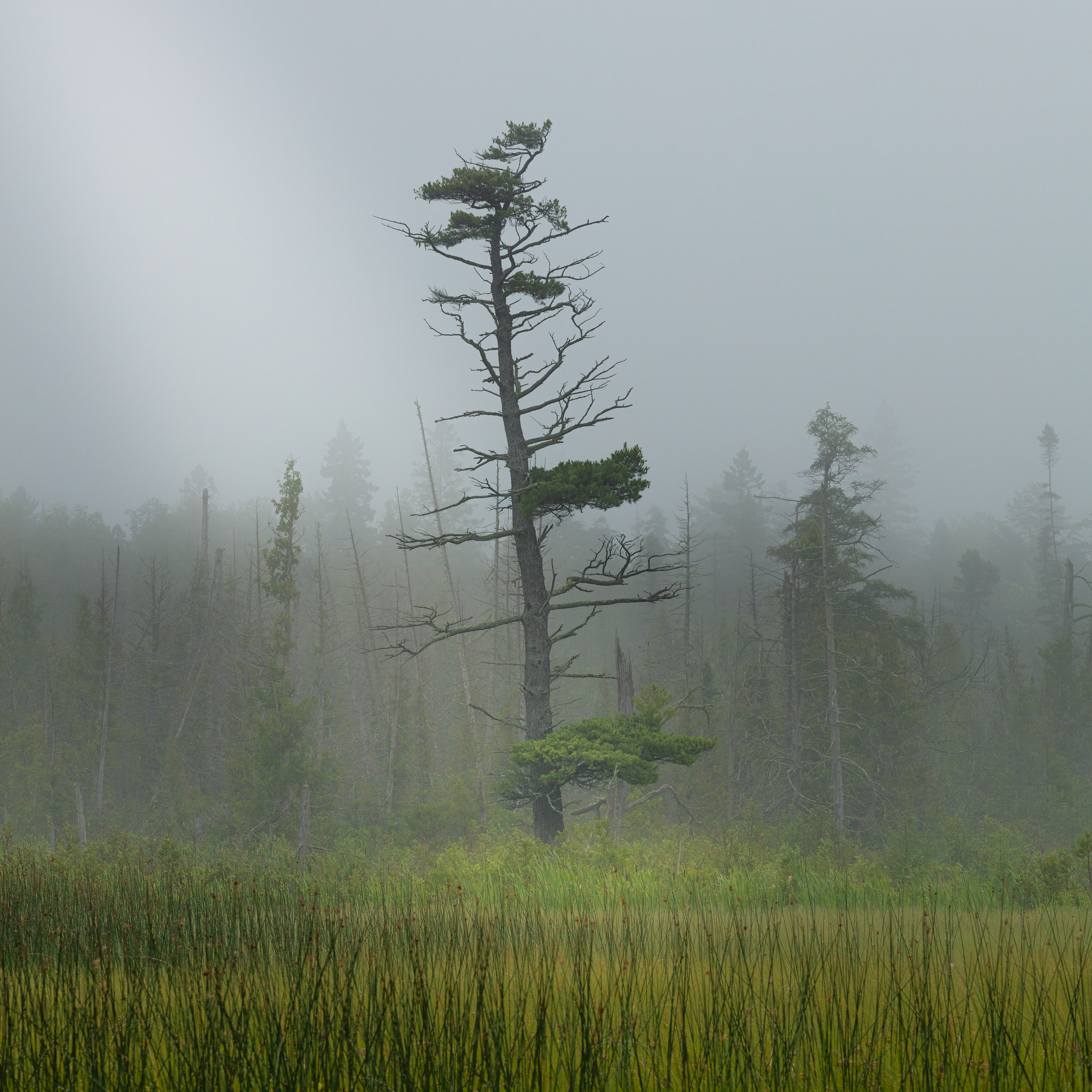 Lone Tree